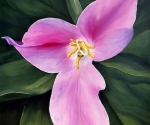 Trillium